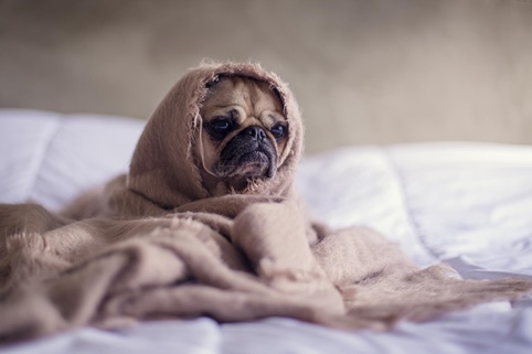 unsere-hundewelt.com