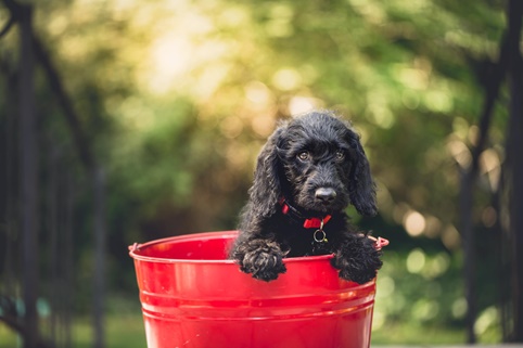 unsere-hundewelt.com
