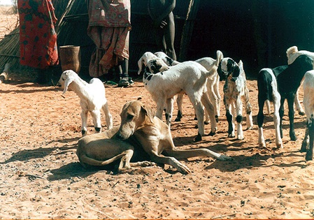 unsere-hundewelt.com
