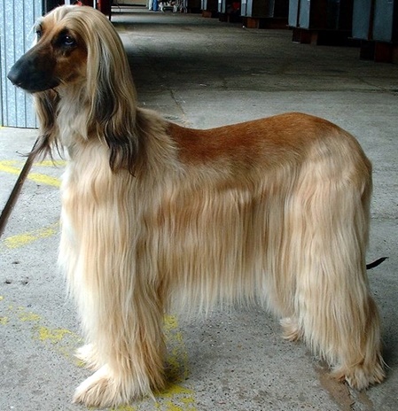 unsere-hundewelt.com