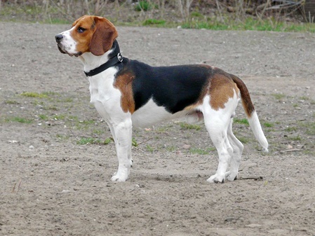 unsere-hundewelt.com