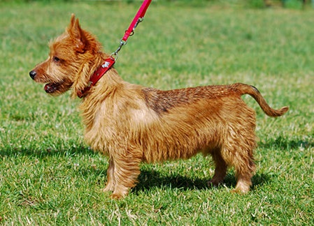 unsere-hundewelt.com