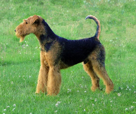 unsere-hundewelt.com