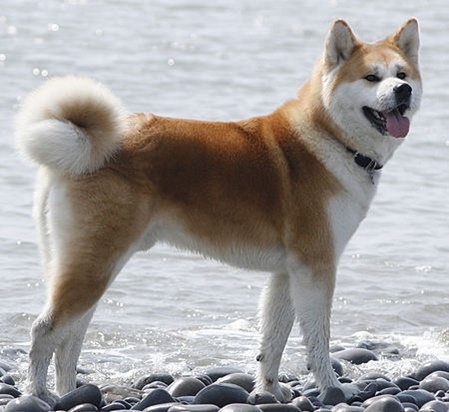 unsere-hundewelt.com