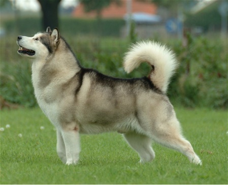 unsere-hundewelt.com