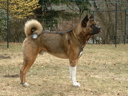 unsere-hundewelt.com