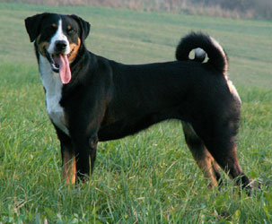 unsere-hundewelt.com