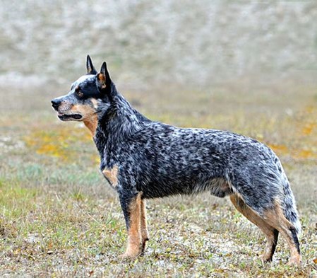 unsere-hundewelt.com