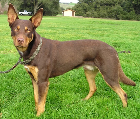 unsere-hundewelt.com