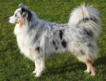 unsere-hundewelt.com