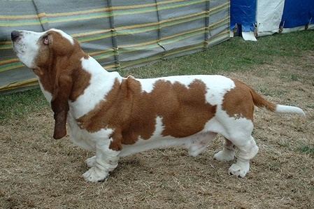 unsere-hundewelt.com