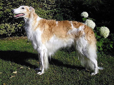 unsere-hundewelt.com