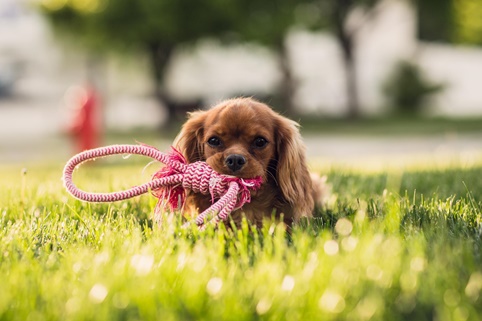 unsere-hundewelt.com
