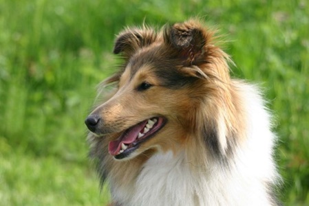 unsere-hundewelt.com